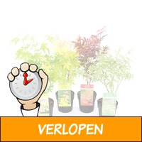 Set van 4 Japanse esdoorns