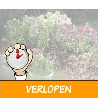 Set van 6 Hebe Struiken