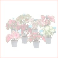 Perfect Plant Mix van 3 Caladium Kamerpl..