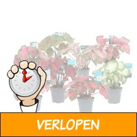 Perfect Plant Mix van 3 Caladium Kamerplanten