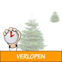 Herbie Nordmann kerstboom