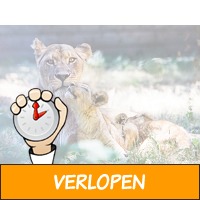 Spot dieren vanuit je eigen auto in Thoiry Zoo Safaripa..