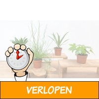 Set van 4 luchtzuiverende planten