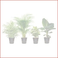 Set van 4 kamerplanten