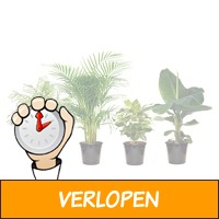 Set van 4 kamerplanten