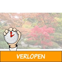 Set van 3 Japanse Esdoorns