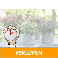 Hebe struiken - Struikveronica sierheesters kopen in de..