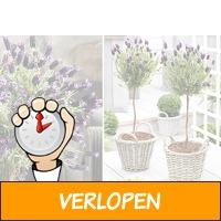 Lavendel op stam