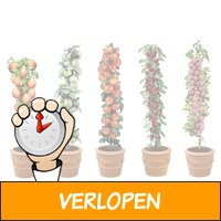 Set Van 5 Of 10 Fruitbomen - Appel, Peer, Kers, Pruim E..