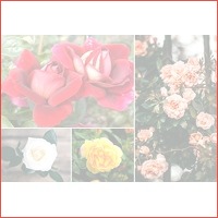Prachtige rozen