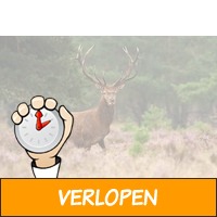 2 of 3 dagen in Arnhem bij NP De Hoge Veluwe