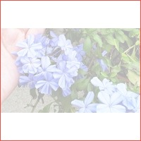 3 of 6 Plumbago auriculata-planten