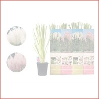 Veiling: Set van 4 Pampasgras-planten (2..