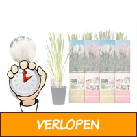 Veiling: Set van 4 Pampasgras-planten (25 - 40 cm)