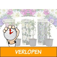 Set van 3 passiebloemen