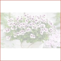 Set van 6 anti-muggen geraniums