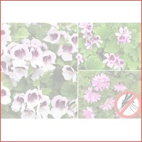 Geraniums tegen muggen