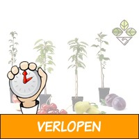 4 winterharde pilaar-fruitbomen