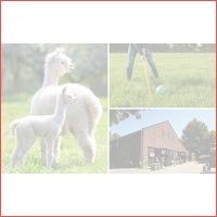 Alpaca-golf + meet & feed + drankje