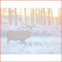 2, 3, 4 of 5 dagen op de Veluwe