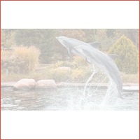 Dagje Dolfinarium Harderwijk