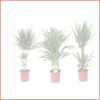 3 x kamerplanten XL