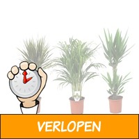 3 x kamerplanten XL