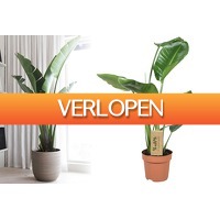 VoucherVandaag.nl 2: Strelitzia Nicolai kamerplant