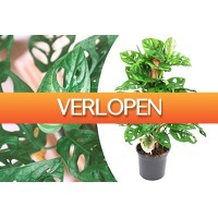 VoucherVandaag.nl 2: Monstera gatenplant