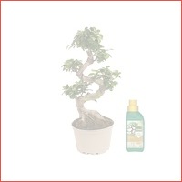 XL Japanse Bonsai boom