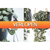 VoucherVandaag.nl 2: Sierlijke hangplant