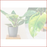 Philondendron kamerplant