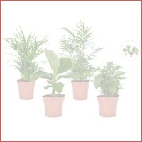 4 x exotische kamerplant