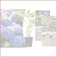 Hortensia