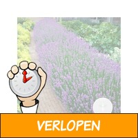 12 x Lavendel Planten (Lavandula Angustifolia)