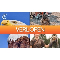 SocialDeal.nl 2: Dagentree voor Falconcrest