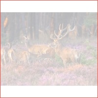 5 dagen Veluwe Terraskamer